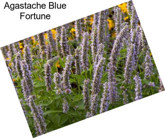 Agastache Blue Fortune