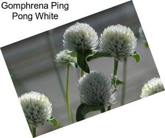 Gomphrena Ping Pong White