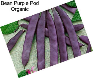 Bean Purple Pod Organic