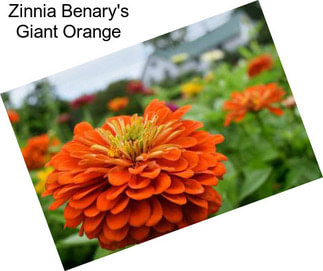 Zinnia Benary\'s Giant Orange