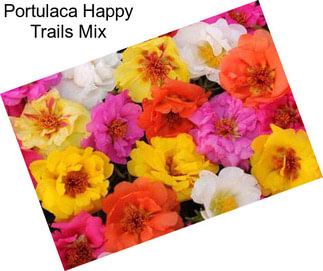 Portulaca Happy Trails Mix