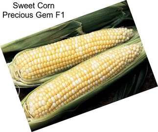Sweet Corn Precious Gem F1