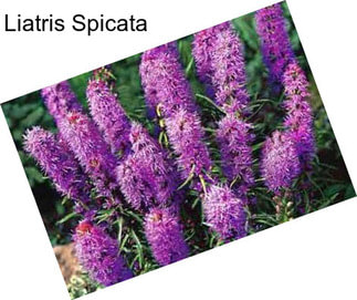 Liatris Spicata