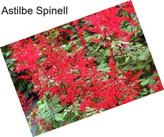 Astilbe Spinell