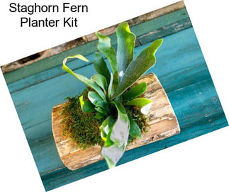 Staghorn Fern Planter Kit