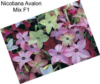 Nicotiana Avalon Mix F1