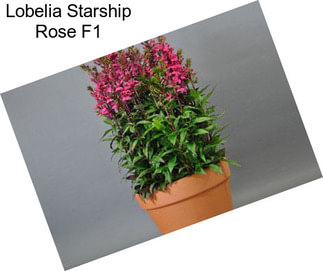 Lobelia Starship Rose F1