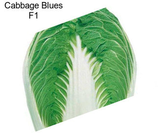 Cabbage Blues F1