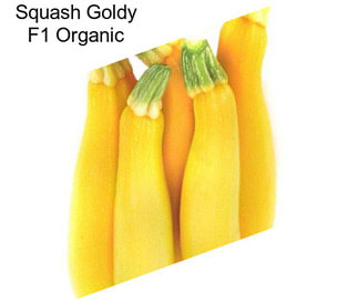 Squash Goldy F1 Organic