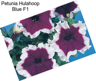 Petunia Hulahoop Blue F1