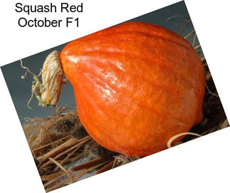 Squash Red October F1