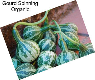 Gourd Spinning Organic