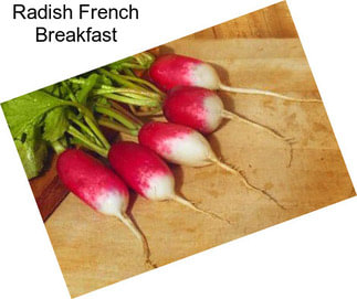 Radish French Breakfast