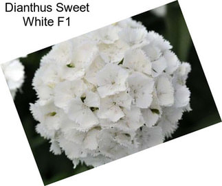 Dianthus Sweet White F1