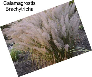 Calamagrostis Brachytricha