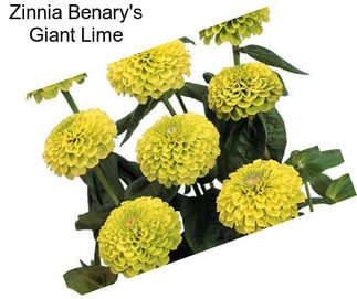 Zinnia Benary\'s Giant Lime