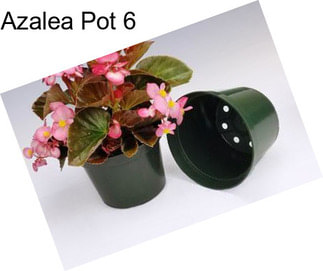 Azalea Pot 6\