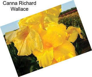 Canna Richard Wallace