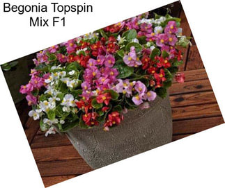 Begonia Topspin Mix F1