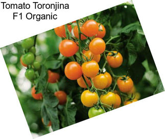 Tomato Toronjina F1 Organic