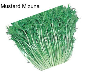 Mustard Mizuna