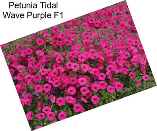 Petunia Tidal Wave Purple F1