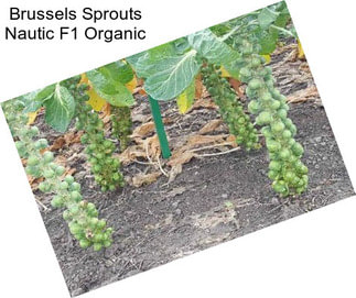 Brussels Sprouts Nautic F1 Organic