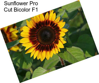 Sunflower Pro Cut Bicolor F1
