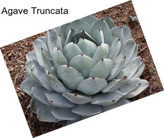 Agave Truncata