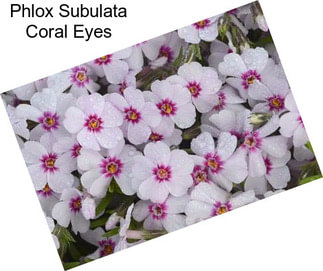 Phlox Subulata Coral Eyes