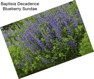 Baptisia Decadence Blueberry Sundae