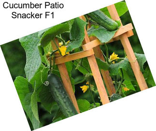 Cucumber Patio Snacker F1