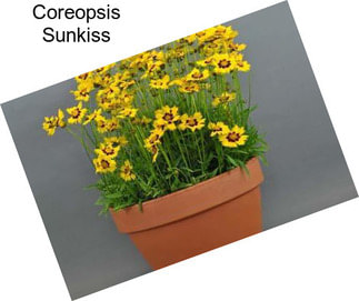 Coreopsis Sunkiss