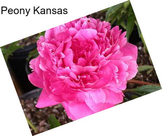 Peony Kansas