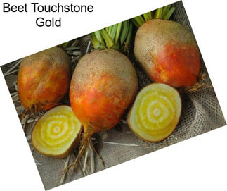 Beet Touchstone Gold