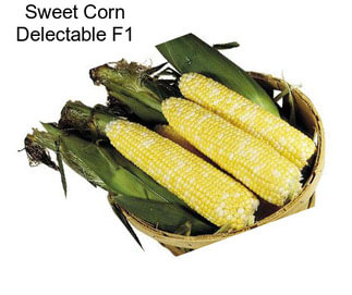 Sweet Corn Delectable F1