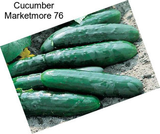 Cucumber Marketmore 76