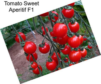 Tomato Sweet Aperitif F1