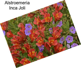 Alstroemeria Inca Joli