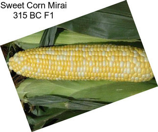 Sweet Corn Mirai 315 BC F1