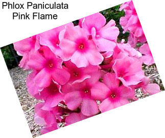Phlox Paniculata Pink Flame