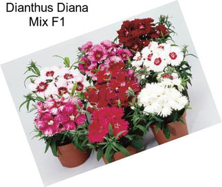 Dianthus Diana Mix F1