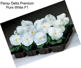 Pansy Delta Premium Pure White F1