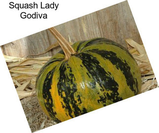 Squash Lady Godiva