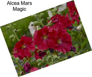 Alcea Mars Magic