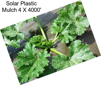 Solar Plastic Mulch 4 X 4000\'