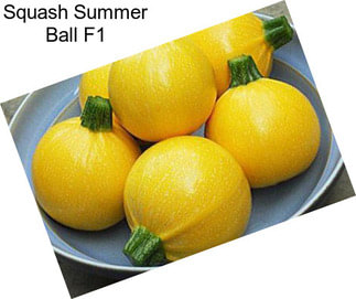 Squash Summer Ball F1