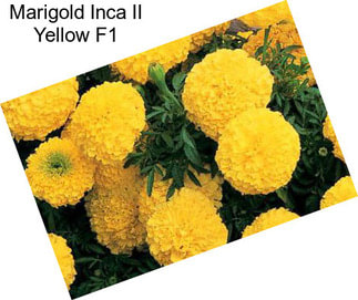 Marigold Inca II Yellow F1