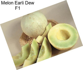 Melon Earli Dew F1