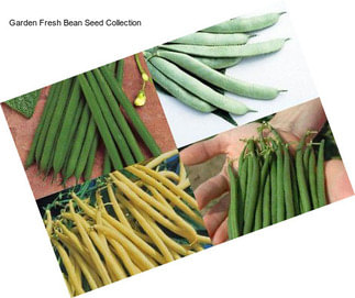 Garden Fresh Bean Seed Collection